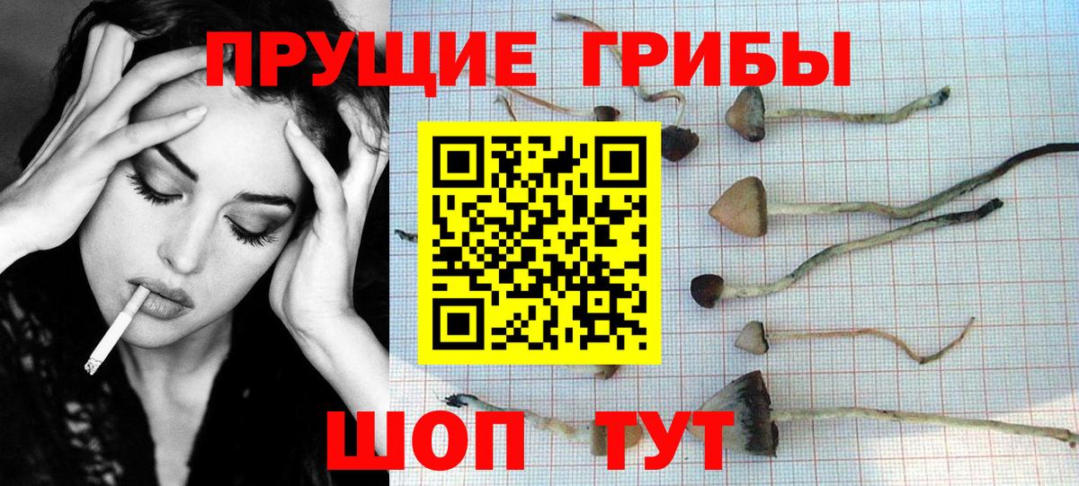 Псилоцибиновые грибы Psilocybe Десногорск